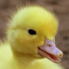 kingducktherealestfrfr