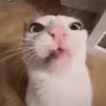 drdonutstore